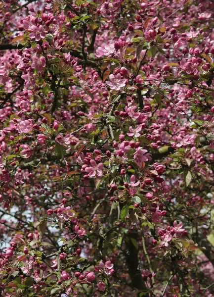 Flores Cor Rosa Purpurea Malus Árvore Caranguejo Primavera Parque — Fotografia de Stock