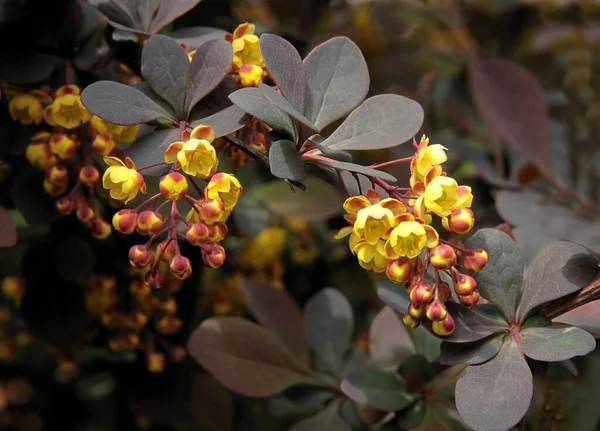 Małe Żółte Kwiaty Krzewu Berberysa Wiosną Bliska — Zdjęcie stockowe