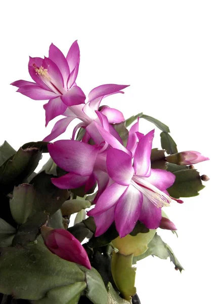 Flores Color Rosa Blanco Cactus Navidad Planta Cerca —  Fotos de Stock
