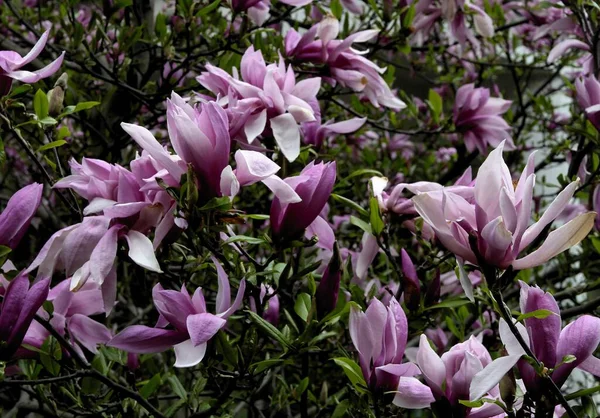 Rosa Blüten Des Magnolienbaums Frühling — Stockfoto