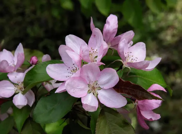 Розовые Цветы Малуса Пурпурного Дерева Крабовое Яблоко Весной Парке — стоковое фото