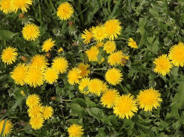 Baharda çayırda sarı karahindibalar