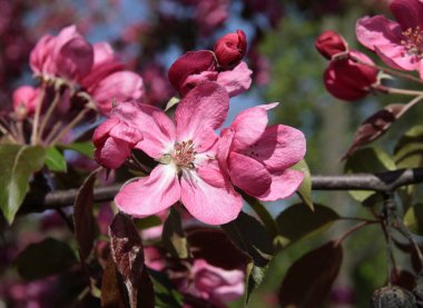 Malus purpurea ağacının pembe çiçekleri - İlkbaharda parkta yaban elması