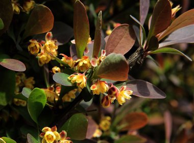 Baharda Berberilerin küçük sarı çiçekleri kapanıyor.