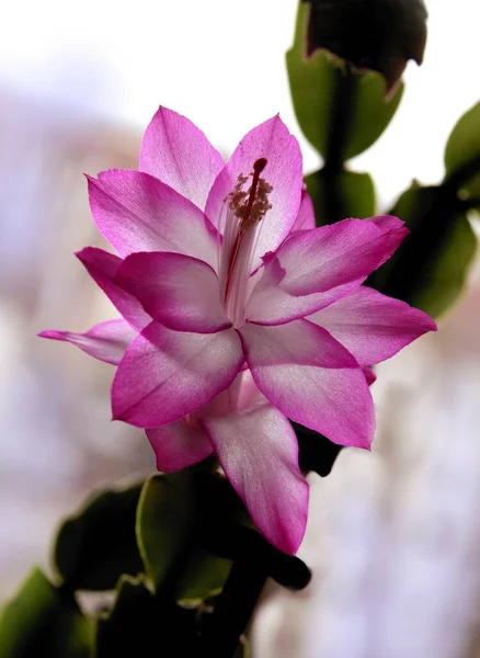 Flores Color Rosa Blanco Cactus Navidad Planta Cerca — Foto de Stock