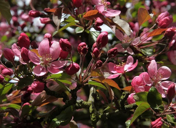 Rosa Blommor Malus Purpurea Träd Krabba Våren Parken — Stockfoto