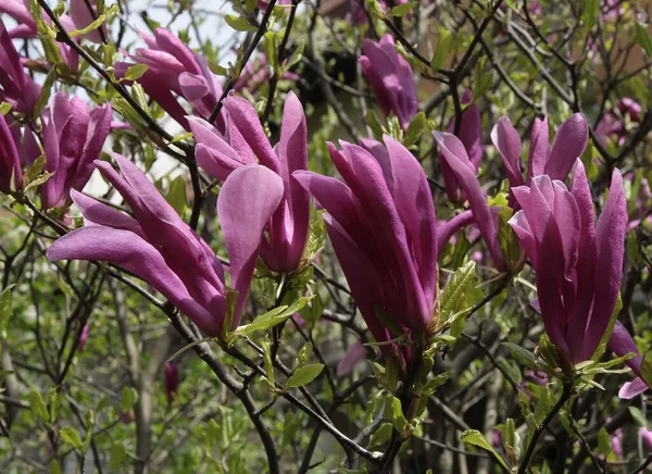 Różowe Kwiaty Drzewa Magnolii Wiosnę — Zdjęcie stockowe