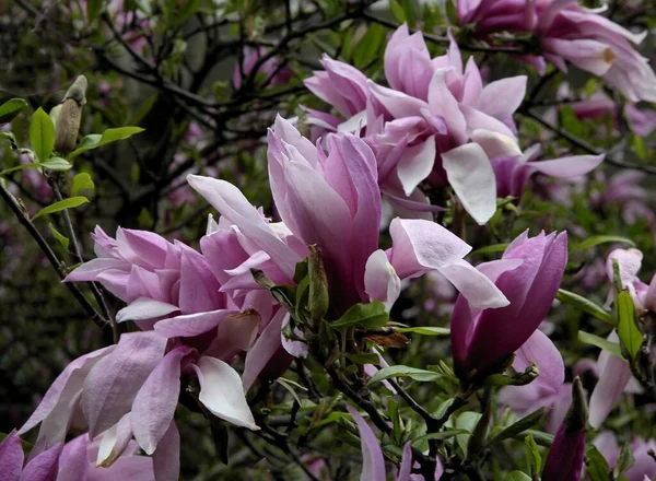 Flores Rosa Árvore Magnólia Primavera — Fotografia de Stock