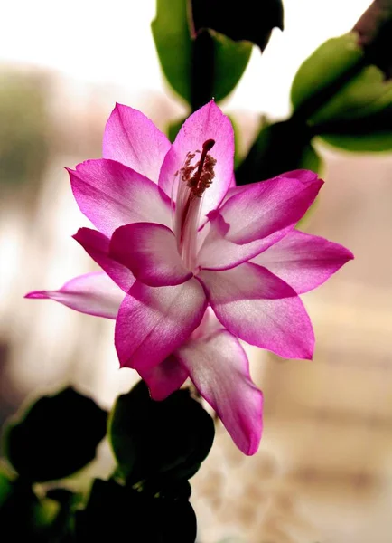 Różowe Białe Kwiaty Rośliny Kaktusa Boże Narodzenie Zbliżenie — Zdjęcie stockowe