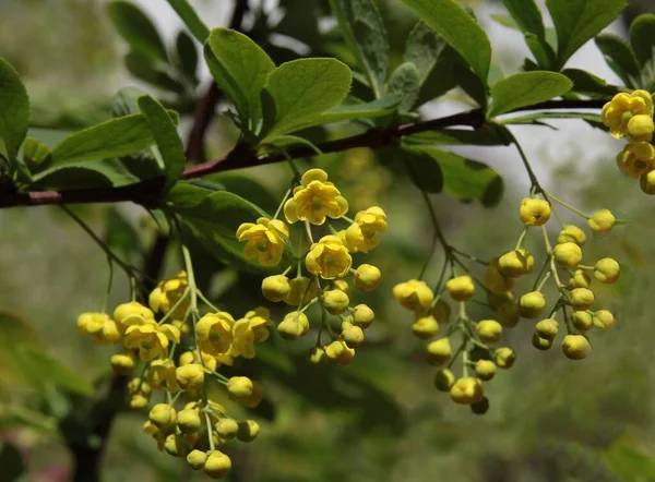 Small Yellow Flowers Berberberis Bush Spring Close — стоковое фото