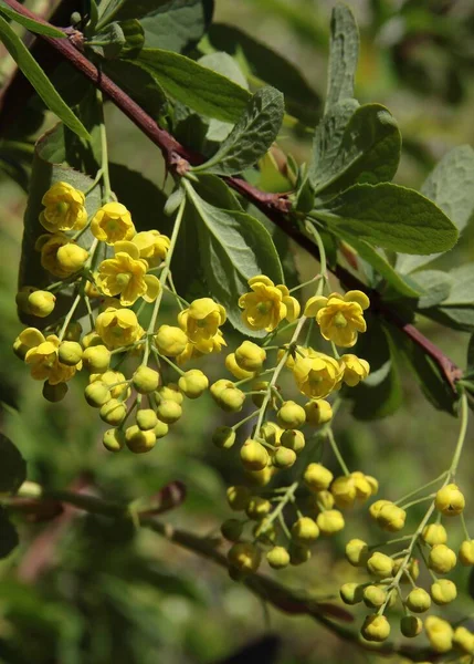 Small Yellow Flowers Berberis Bush Spring Close — Stockfoto