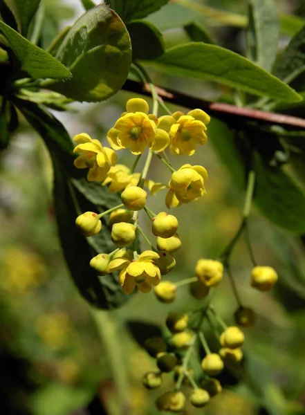 Flores Pequenas Amarelas Berberis Arbusto Primavera Perto Imagem De Stock