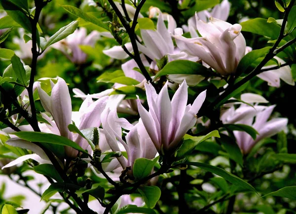 Árbol Magnolia Con Enormes Flores Rosadas Escénicas — Foto de Stock