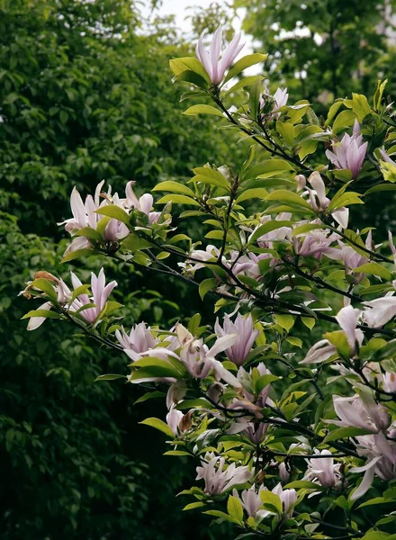 Árbol Magnolia Con Enormes Flores Rosadas Escénicas — Foto de Stock
