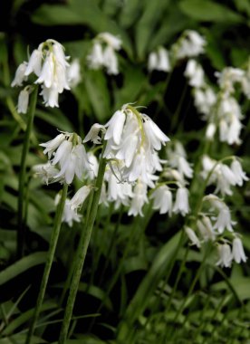 Baharda Scala Hispanica 'nın beyaz çiçekleri