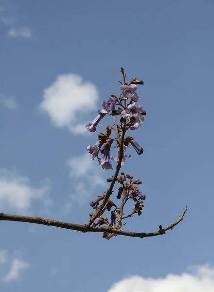 Paulovnia Tormentosa Nın Güzel Lila Çiçekleri Parkta Kocaman Bir Ağaç — Stok fotoğraf