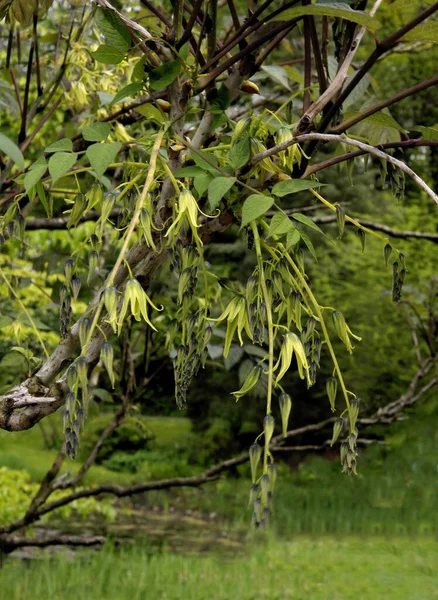 Decaisnea Fargerii Ağacı Baharda Çiçek Açtıktan Sonra Büyüyen Mikroplarla — Stok fotoğraf