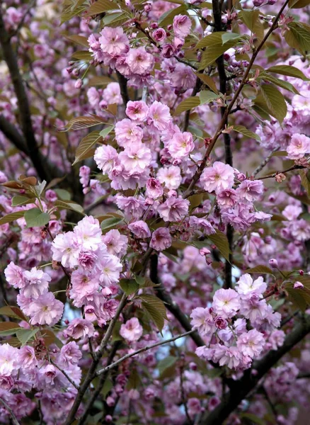Pink Flowers Prunus Japonica Tree Blooming Spring — Stock Photo, Image