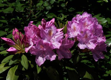 İlkbaharda Tje bahçesinde pembe çiçek ve çalı filizleri