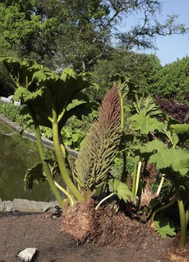 Gunnera manikürünün büyük, çiçek açan cilt bakımı