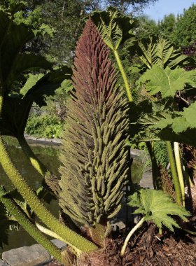 Gunnera manikürünün büyük, çiçek açan cilt bakımı
