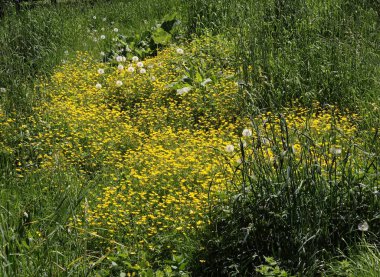 Sarı incir çiçekleri İlkbaharda çayırın incir çiçekleri