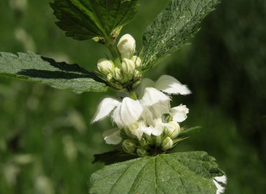 Lamium Albüm Bitki Bitkisi 'nin beyaz çiçekleri