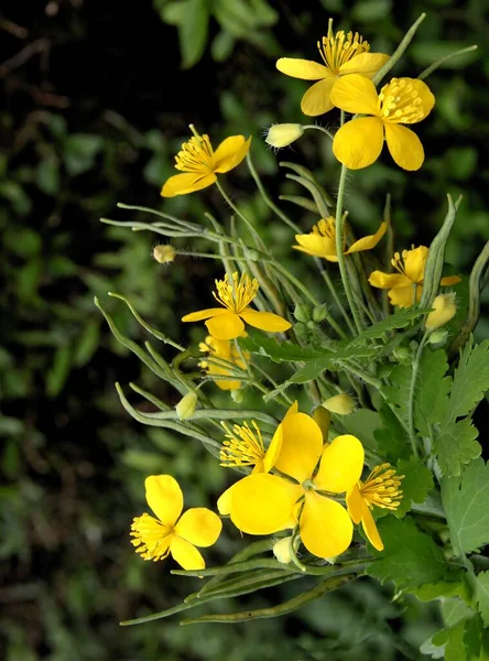 Трава Celandine Chelidonium Maus Желтыми Цветками Крупным Планом — стоковое фото