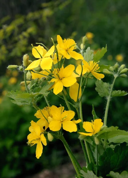 Zioło Kukurydzy Celandino Chelidonium Żółtymi Kwiatami Bliska — Zdjęcie stockowe