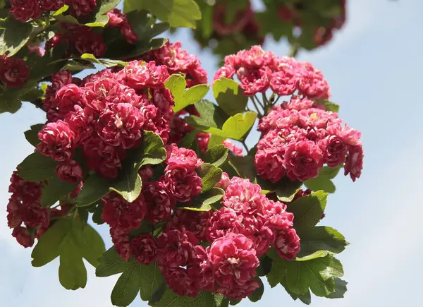 stock image cluster piink flowers of crataegus leavigata Paul's Scarlet tree at spring