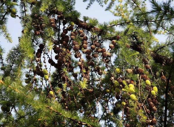 Larch Árvore Vários Cones Frescos Crescimento Primavera — Fotografia de Stock