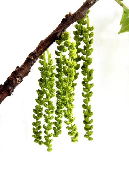 春にはユグラン ニグラの木が咲く長い緑のカテキン — ストック写真