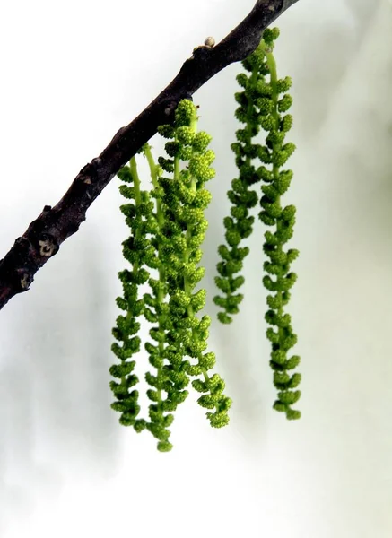 春にはユグラン ニグラの木が咲く長い緑のカテキン — ストック写真
