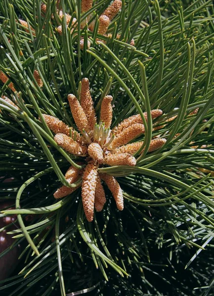 Pine Tfee Growing Small Cones Flowers Spring — Stock Photo, Image