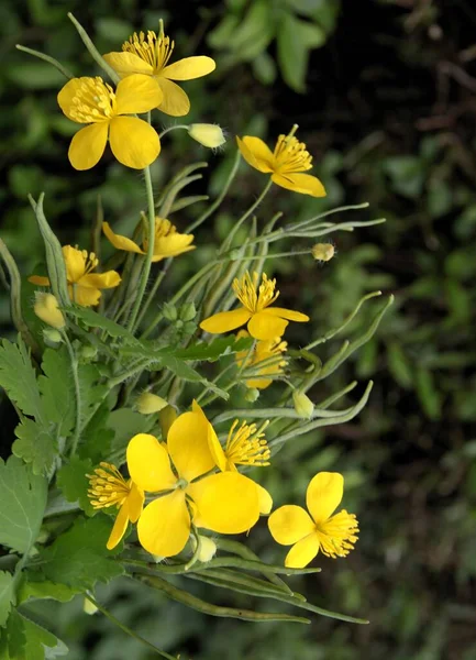 Zioło Kukurydzy Celandino Chelidonium Żółtymi Kwiatami Bliska — Zdjęcie stockowe