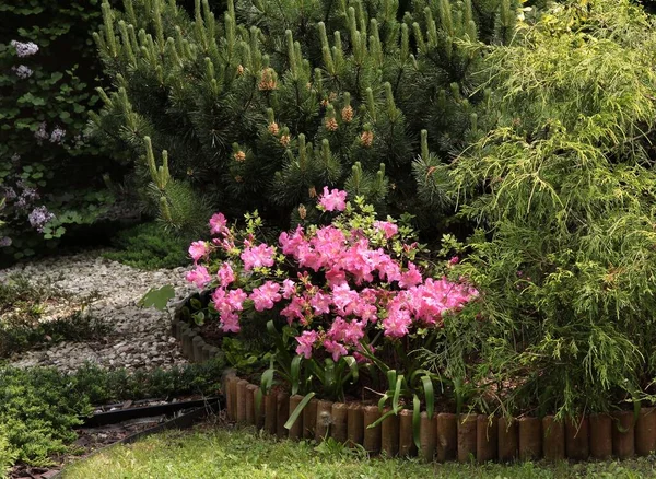 Fiori Rosa Boccioli Rododendro Cespuglio Primavera Nel Giardino Tje — Foto Stock