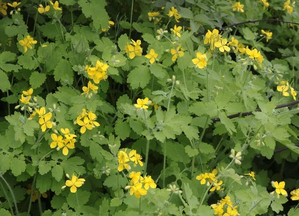 Celandin Chelidonium Maius Bylina Žlutými Květy Zblízka — Stock fotografie