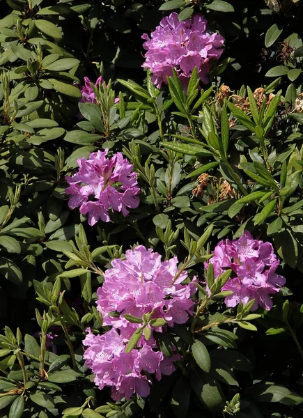 Różowe Kwiaty Pąki Krzewu Rododendronu Wiosną Ogrodzie Tje — Zdjęcie stockowe