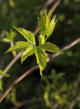Vahşi bitki Parthenocissus quinquefolia 'nın tomurcukları ve yaprakları