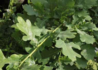 Büyüyen meşe ağacı meyveleri - meşe palamutları