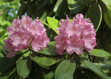İlkbaharda çeşitli rengarenk rhododendron çiçekleri kapanıyor.