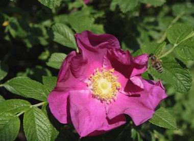 Bahçedeki güzel renkli güller. Kapatın.