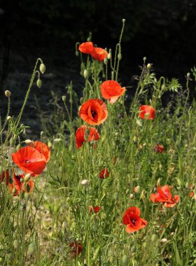 Çayırda ot gibi kırmızı çiçekli yabani gelincik