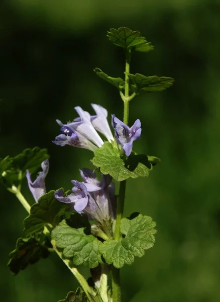 Маленькие Цветки Лилы Молотого Плюща Glechoma Hederacea Растение Близко — стоковое фото