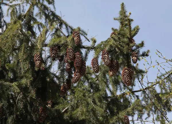 Świerkowe Drzewa Iglaste Brązowe Suche Szyszki — Zdjęcie stockowe