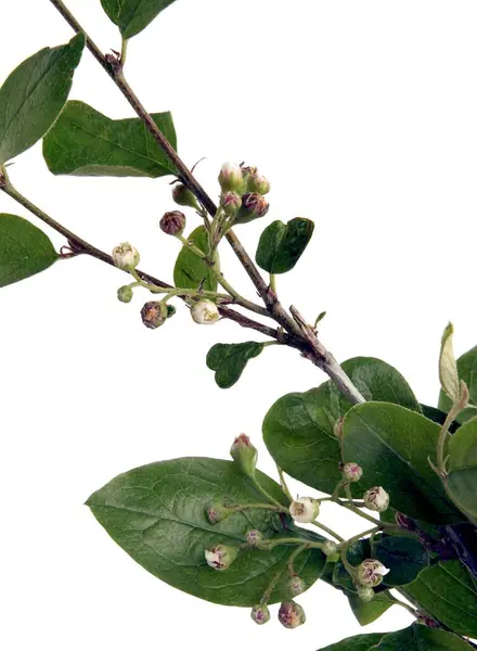 Små Rosa Blommor Cotoneaster Lucidus Växt Buske Trädgården Närbild — Stockfoto