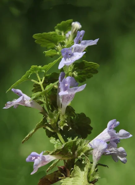 Small Lila Flowers Ground Ivy Glechoma Hederacea Herbal Plant Close — Stock Photo, Image