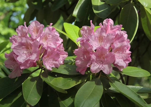 Verschiedene Farbenfrohe Blüten Des Rhododendronstrauches Frühling Aus Nächster Nähe — Stockfoto