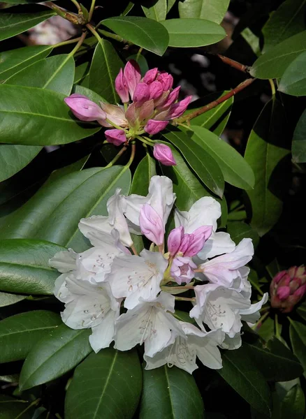 Różne Kolorowe Kwiaty Krzewu Rododendronu Wiosnę Bliska — Zdjęcie stockowe