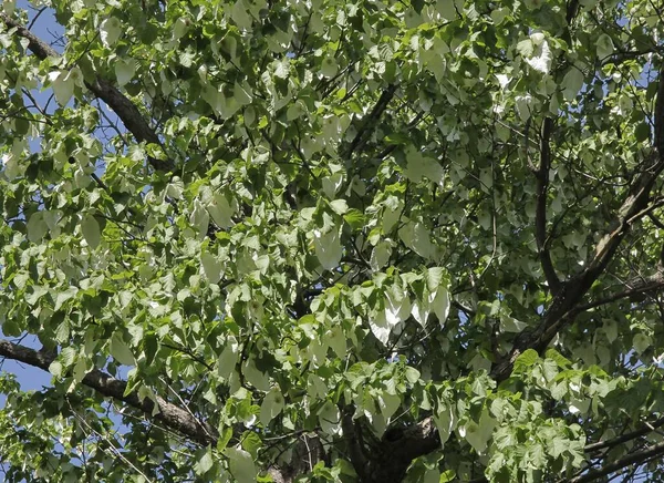 Davidia Involucrata Baill Chinesischer Baum Mit Grünen Blättern Blüten Und — Stockfoto